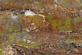 Colorful, Polished Petrified Wood Section - Arizona #136186-2
